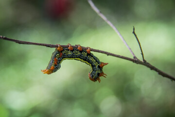 caterpillar on leaf