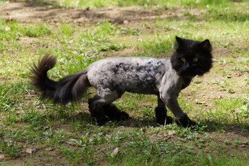 trimmed cat walks on the grass