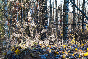 Dry grass covered with frost in the sunlight.