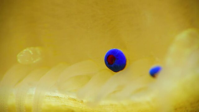 Small blue eyes and tentacles on the mantle of a bivalve mollusk Smooth Scallop (Flexopecten glaber ponticus), Black Sea