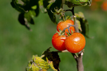 Small red tomatoes bunch on a bush.