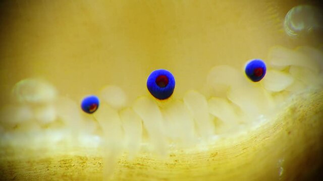 Small blue eyes and tentacles on the mantle of a bivalve mollusk Smooth Scallop (Flexopecten glaber ponticus), Black Sea