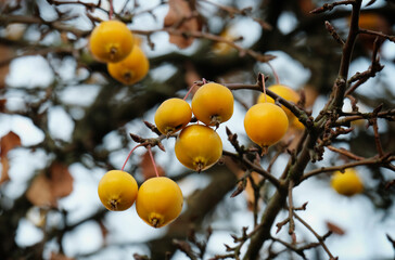 Apples in the autumn garden