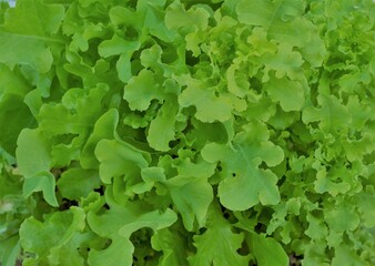 juicy green lettuce leaves grow in the vegetable garden and are ready to eat