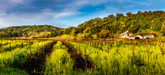 A vineyard in spring with yellow mustard. A white barn is in the background. There is a blue sky...