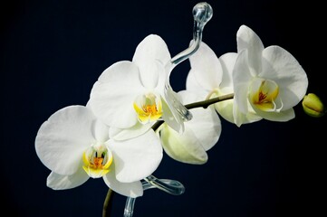 Fototapeta premium White orchid on glass stick and dark blue background