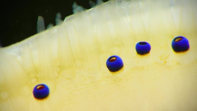 Small blue eyes and tentacles on the mantle of a bivalve mollusk Smooth Scallop (Flexopecten glaber ponticus), Black Sea