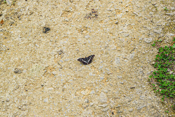 Butterfly on a wall
