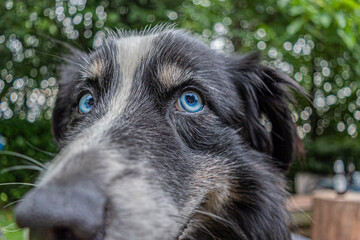 Closeup of a dog's blue eyes