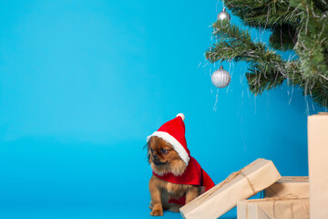 Obraz premium Small dog In Santa costume sitting near Christmas tree and gift boxes over blue background with copy space. 