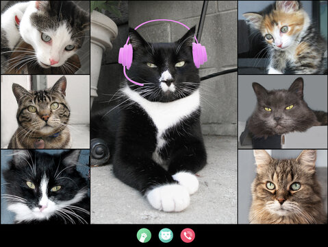 Computer screen with cat talking to cat friends in group videocall. Group of animals having an online meeting in video call. Concept for business virtual business meeting or pets using technology.