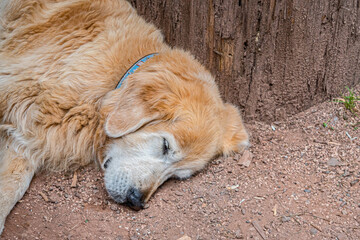 Sleeping dog by tree
