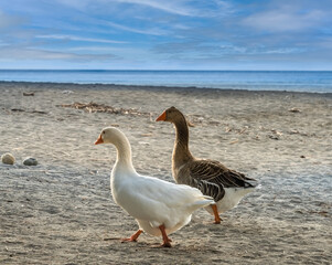 Wild geese, Preveli beach (aka., Palm Beach) at the mouth of the Megas river flowing through a gorgeous palm tree glade along the Kourtaliotiko gorge, Southern Crete, Greece