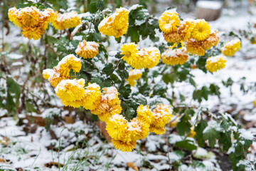 Yellow flower covered with the snow refocused