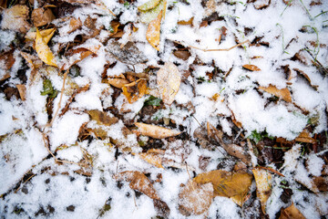 autumn colourful leaves and green grass under the snow 