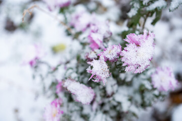 violet flowers covered first snow