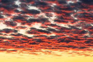 Beautiful red clouds illuminated by the rays of the sun at sunset float across the yellow-gold sky.