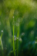 Flares et ros&eacute;e trioplan