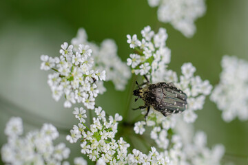 Oxythyrea funesta drap mortuaire