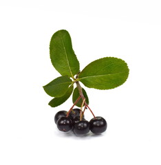 Chokeberry with green leaves isolated on white background. Black aronia. Branch of black chokeberry (Aronia melanocarpa) with green leaves isolated on white background. 