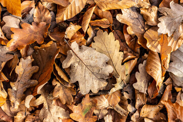 Herbstlaub