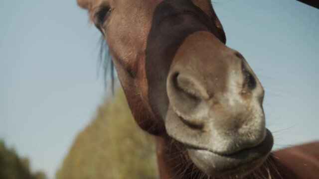 Two cute horse faces poke their noses at the camera to lick it. Warm autumn day, extremely close-up.