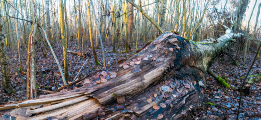 Fototapeta na wymiar Broken birch trunk close-up, lying on the ground .