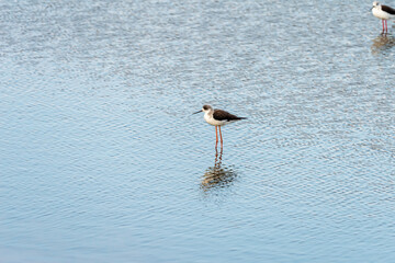 Black-winged Stilt on a pond in an early autumn morning near Zikhron Ya'akov, Israel. 