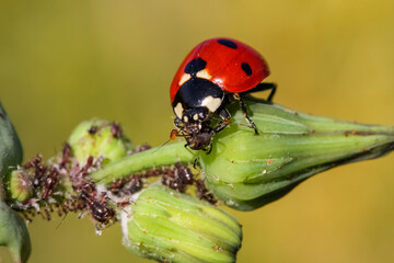 Close-up of a ladybird eating an aphid