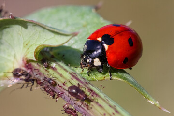 Close-up of a ladybird eating an aphid