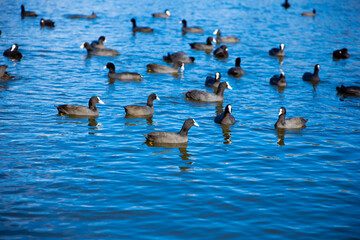 Water birds American Coots Floating on Blue Lake Titreyengol  in Sorgun Antalya Turkey
