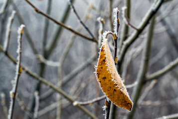 A dry yellow leaf hangs on a branch alone.