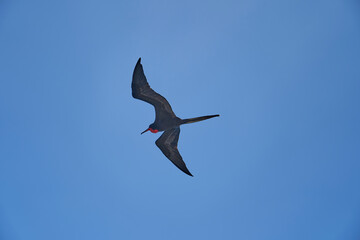 Magnificent frigatebird, Fregata magnificens, is a big black seabird with a characteristic red gular sac. Frigate bird soaring the clear blue sky over the galapagos islands, Ecuador, South America
