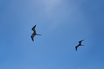 Magnificent frigatebird, Fregata magnificens, is a big black seabird with a characteristic red gular sac. Frigate bird soaring the clear blue sky over the galapagos islands, Ecuador, South America