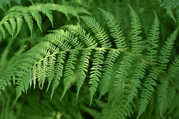 Fern leaf close-up