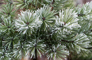 Green pine branches under winter white frost . Christmas Winter Snow background.