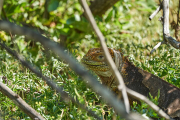 Galapagos land iguana, Conolophus subcristatus. in its natural habitat. A yellow lizard looking like a small dragon or dinosaur. Galapagos islands, Ecuador