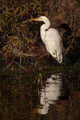 Great Egret Shadow and Reflection Standing in the Pond