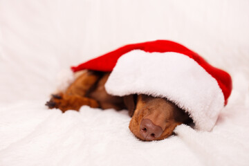 A dachshund puppy in a Christmas hat is sleep on white sofa Christmas greeting card winter concept. Canine background.