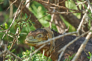 Galapagos land iguana, Conolophus subcristatus. in its natural habitat. A yellow lizard looking like a small dragon or dinosaur. Galapagos islands, Ecuador