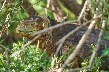 Galapagos land iguana, Conolophus subcristatus. in its natural habitat. A yellow lizard looking like a small dragon or dinosaur. Galapagos islands, Ecuador