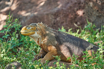 Galapagos land iguana, Conolophus subcristatus. in its natural habitat. A yellow lizard looking like a small dragon or dinosaur. Galapagos islands, Ecuador