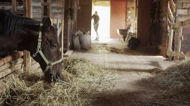 Panoramic shot of a private stable. Horses chew food, a young groom girl sweeps the floor with a broom.