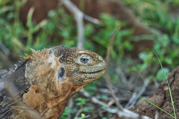 Galapagos land iguana, Conolophus subcristatus. in its natural habitat. A yellow lizard looking like a small dragon or dinosaur. Galapagos islands, Ecuador
