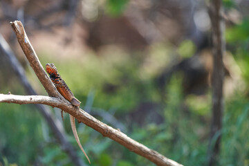 Female Galápagos lava lizard, Microlophus albemarlensis, also the Albemarle lava lizard, is a species of lava lizard endemic to the Galápagos Islands and belongs to the family of Iguana