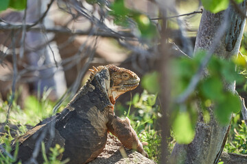 Galapagos land iguana, Conolophus subcristatus. in its natural habitat. A yellow lizard looking like a small dragon or dinosaur. Galapagos islands, Ecuador