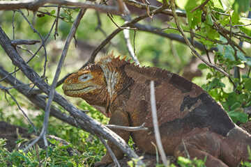Galapagos land iguana, Conolophus subcristatus. in its natural habitat. A yellow lizard looking like a small dragon or dinosaur. Galapagos islands, Ecuador