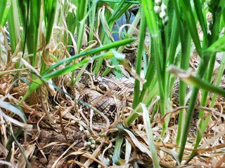 Hognose snake in the grass