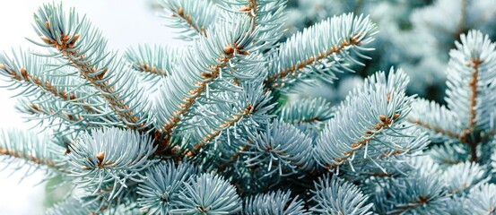 Blue spruce banner. Coniferous tree. Nature, Christmas, New Year, seasonal concept. Selective focus.