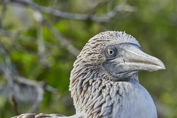 The blue-footed booby, Sula nebouxii, is a marine bird on the Galapagos Islands, Ecuador, South America. Sitting on the volcanic rocks of the pacific shoreline with its characteristic blue feet